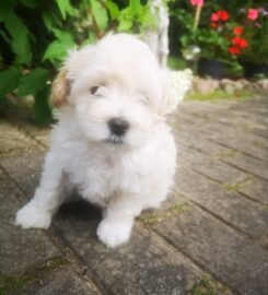 Maltipoo šuniukai