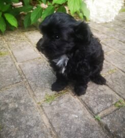 Maltipoo šuniukai