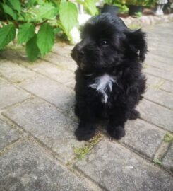 Maltipoo šuniukai