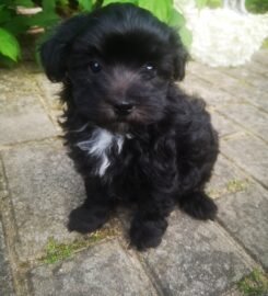 Maltipoo šuniukai