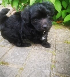 Maltipoo šuniukai