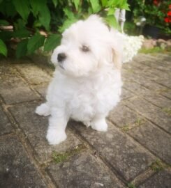 Maltipoo šuniukai