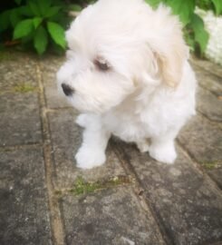 Maltipoo šuniukai