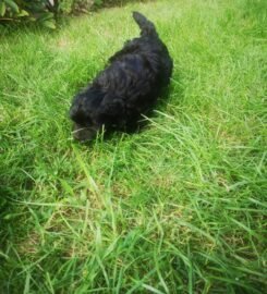 Maltipoo šuniukai