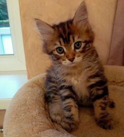 Kurilų Bobteilų kačiukai