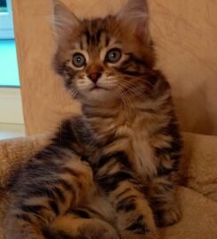 Kurilų Bobteilų kačiukai