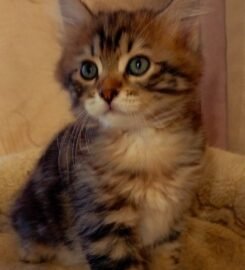 Kurilų Bobteilų kačiukai