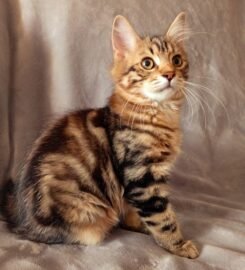 Kurilų Bobteilų katytė