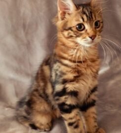 Kurilų Bobteilų katytė