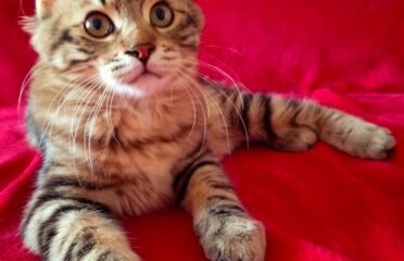 Kurilų Bobteilų katytė