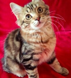 Kurilų Bobteilų katytė