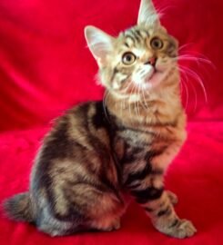 Kurilų Bobteilų katytė