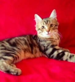 Kurilų Bobteilų katytė