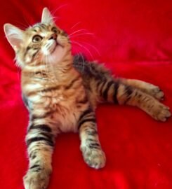 Kurilų Bobteilų katytė