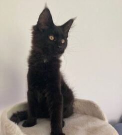 Meino meškėnai Meinukai