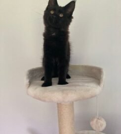 Meino meškėnai Meinukai