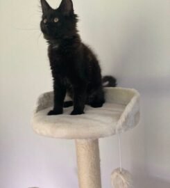 Meino meškėnai Meinukai