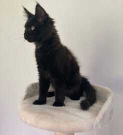 Meino meškėnai Meinukai