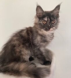 Meino meškėnai Meinukai