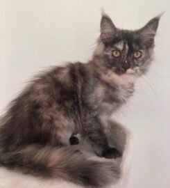 Meino meškėnai Meinukai