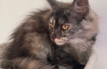 Meino meškėnai Meinukai