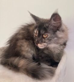 Meino meškėnai Meinukai