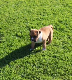 Amerikiečių stafordšyro terjerai