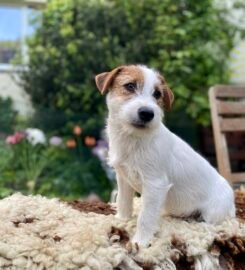 Džeko Raselo terjerai