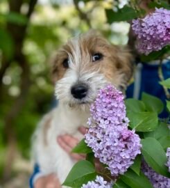 Džeko Raselo terjerai