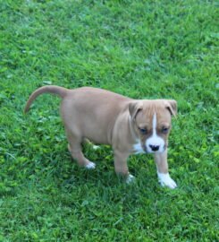 Amerikiečių stafordšyro terjerai