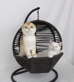 Škotų veislės kačiukai su kilmės dokumentais