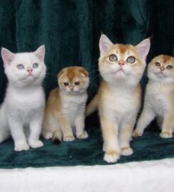 Škotų veislės kačiukai su kilmės dokumentais