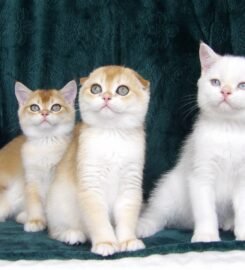 Škotų veislės kačiukai su kilmės dokumentais