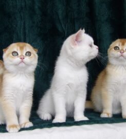 Škotų veislės kačiukai su kilmės dokumentais