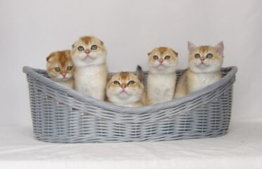 Škotų veislės kačiukai su kilmės dokumentais