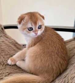 Škotų veislės kačiukai su kilmės dokumentais