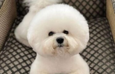 Kilmingi Garbanotieji bišonai