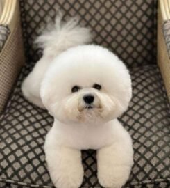 Kilmingi Garbanotieji bišonai