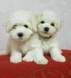 Kilmingi Garbanotieji bišonai