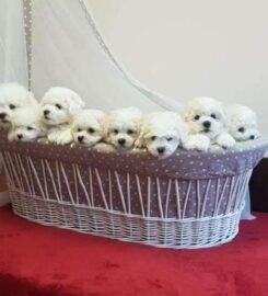 Kilmingi Garbanotieji bišonai