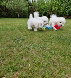 Kilmingi Garbanotieji bišonai