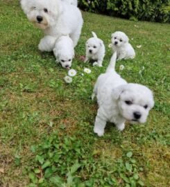 Kilmingi Garbanotieji bišonai