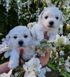 Kilmingi Garbanotieji bišonai