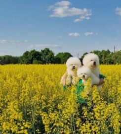 Kilmingi Garbanotieji bišonai