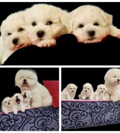 Kilmingi Garbanotieji bišonai