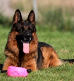 Vokiečių aviganiai