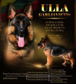 Vokiečių aviganiai