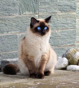 Siamo katė ir ragdoll palyginimas Bugivugi