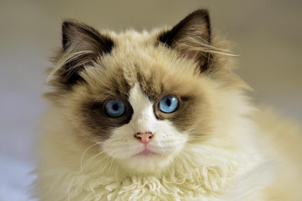 Brangiausios katės pasaulyje ragdoll katė Bugivugi