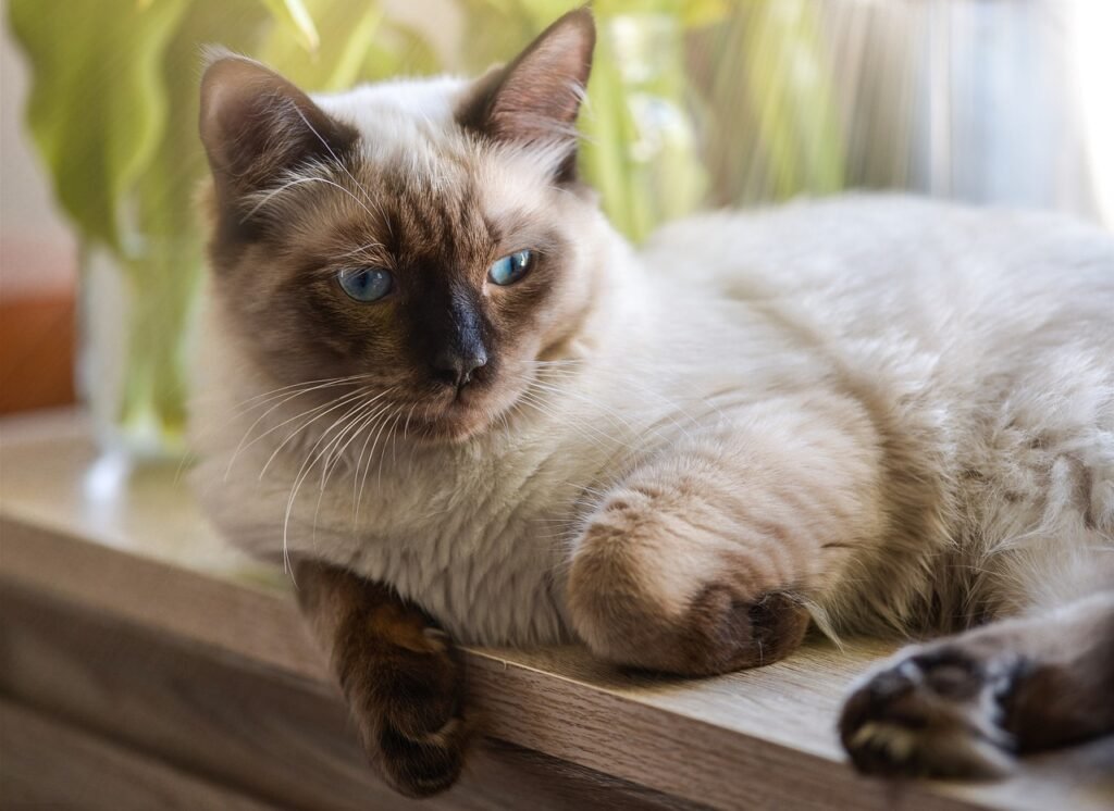 Ragdoll katė tinkanti vyresniems žmonėms